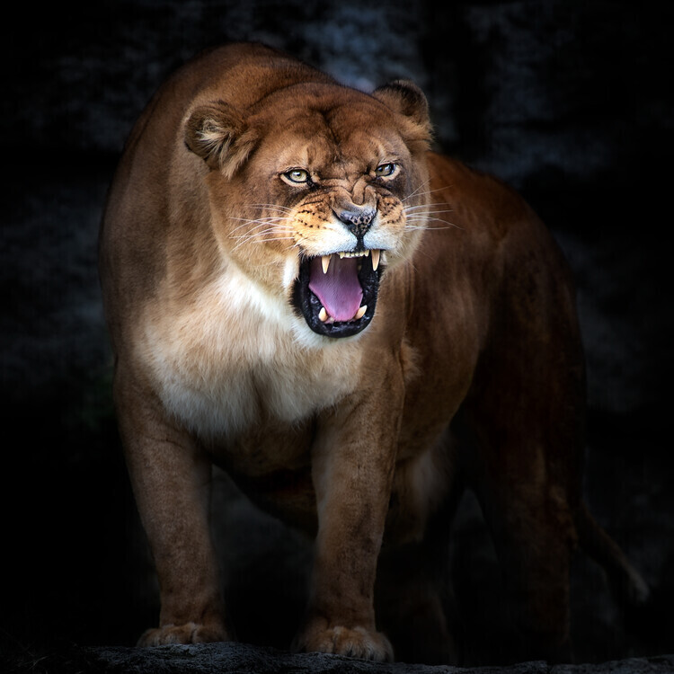 Santiago Pascual Buye Plakát, Obraz - Lion portrait, Santiago Pascual Buye, 40 × 40 cm