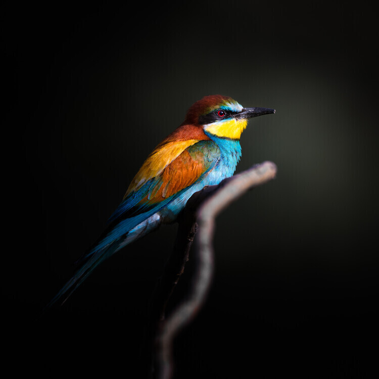 Fegari Plakát, Obraz - Colorful Darkly, Fegari, 40 × 40 cm