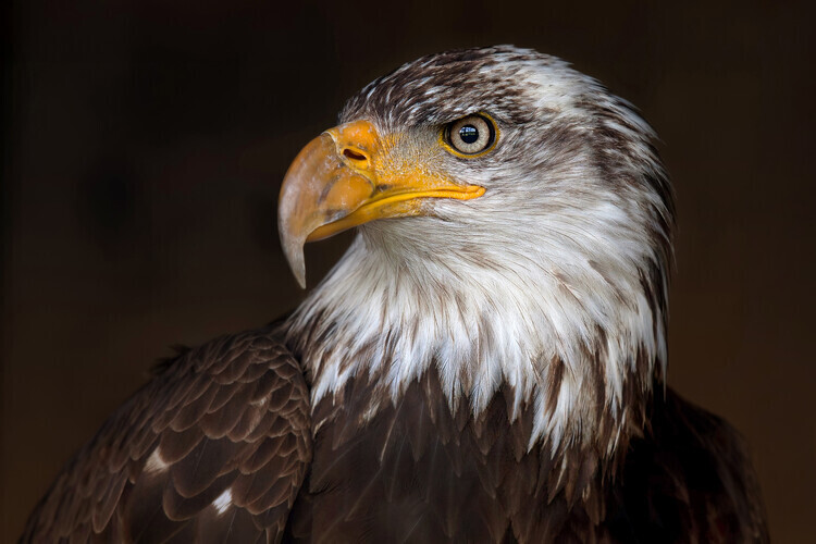 Jim Cumming Plakát, Obraz - Caged Eagle, Jim Cumming, 40 × 26.7 cm