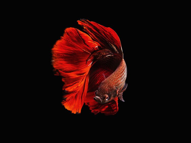 Andi Halil Plakát, Obraz - The Red, Andi Halil, 40 × 30 cm