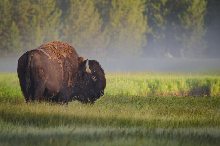 Sandipan Biswas Plakát, Obraz - Bison in Morning Light, Sandipan Biswas, 40 × 26.7 cm