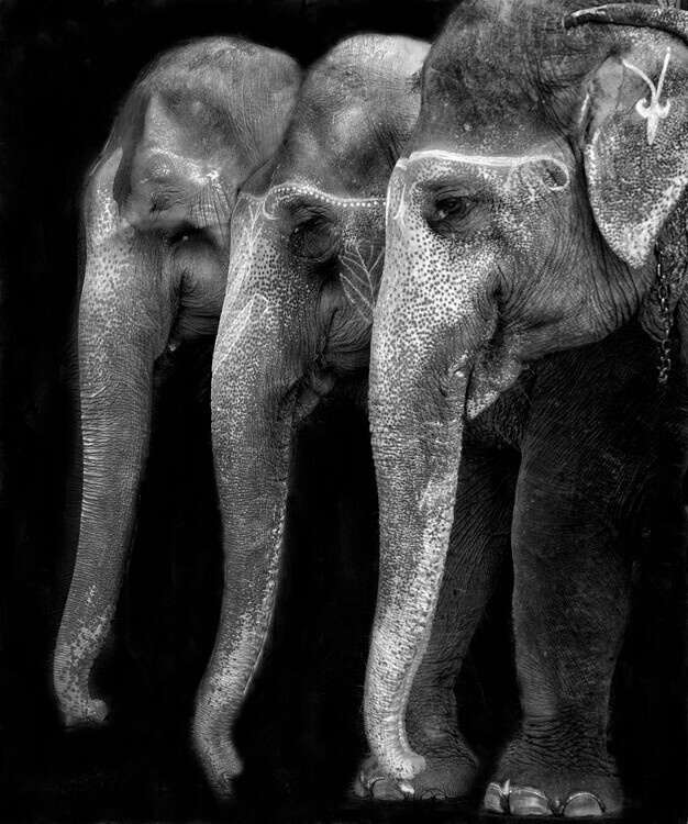 Yvette Depaepe Plakát, Obraz - Nature\'s great masterpiece, an elephant; the only harmless great thing ..., Yvette Depaepe, 33.4 × 40 cm