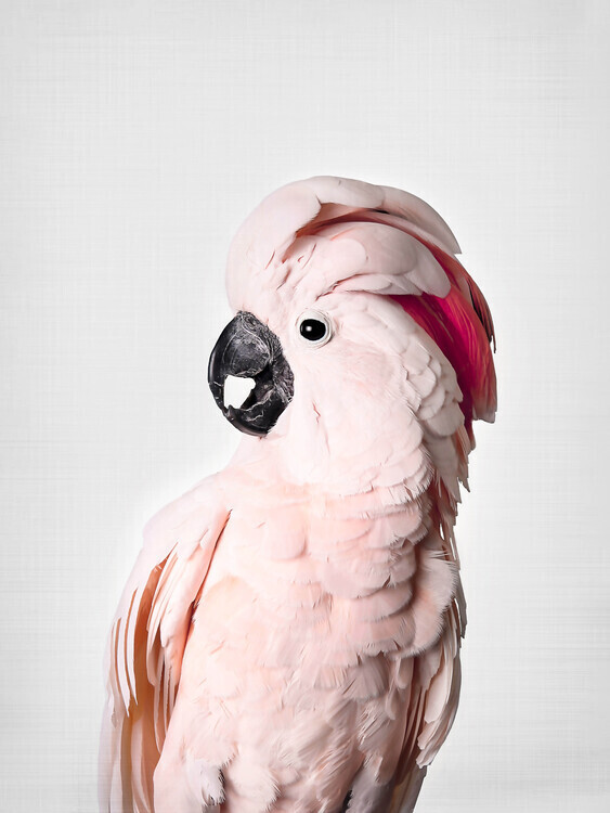 Sisi & Seb Plakát, Obraz - Pink Cockatoo, Sisi & Seb, 30 × 40 cm