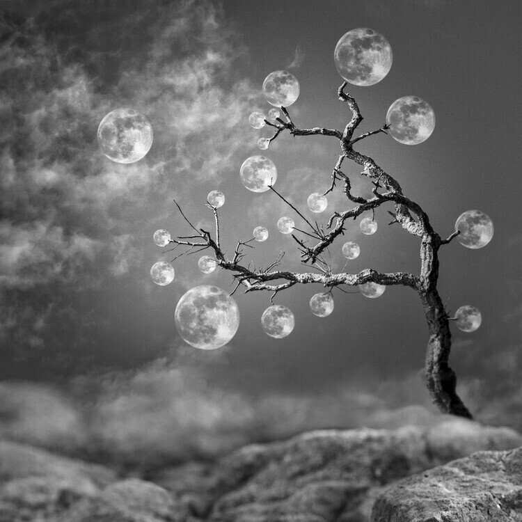 Christian Marcel Plakát, Obraz - The Moon Tree, Christian Marcel, 40 × 40 cm