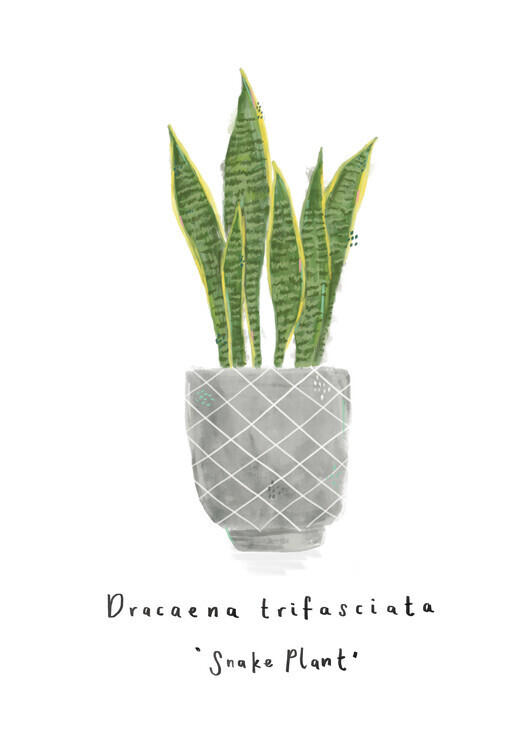 Laura Irwin Plakát, Obraz - Snake Plant, Laura Irwin, 30 × 40 cm