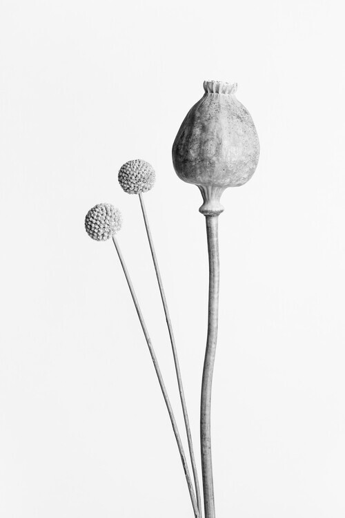 Studio Collection Plakát, Obraz - Poppy Seed Capsule Black and White, Studio Collection, 26.7 × 40 cm