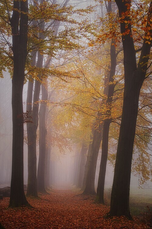 Saskia Dingemans Plakát, Obraz - Autumn magic, Saskia Dingemans, 26.7 × 40 cm