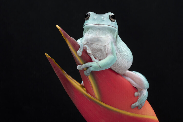 Linda D Lester Plakát, Obraz - Whites Tree Frog, Linda D Lester, 40 × 26.7 cm