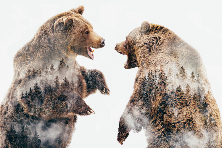 Angyalosi Beata Plakát, Obraz - Wild Conflicts, Angyalosi Beata, 40 × 26.7 cm