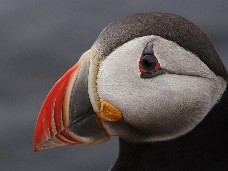 Rostovskiy Anton Plakát, Obraz - puffin, Rostovskiy Anton, 40 × 30 cm