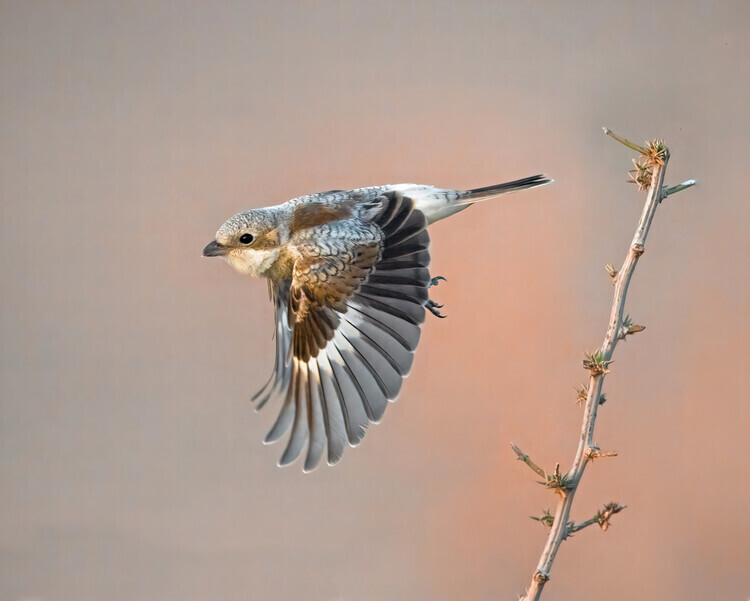 Raad Btoush Plakát, Obraz - woodchat shrike, Raad Btoush, 40 × 30 cm