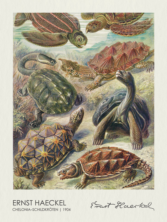 Ernst Haeckel Plakát, Obraz - Chelonia–Schildkröten (1904), Ernst Haeckel, 30 × 40 cm