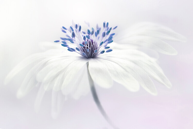 Jacky Parker Plakát, Obraz - Anemone blanda, Jacky Parker, 40 × 26.7 cm