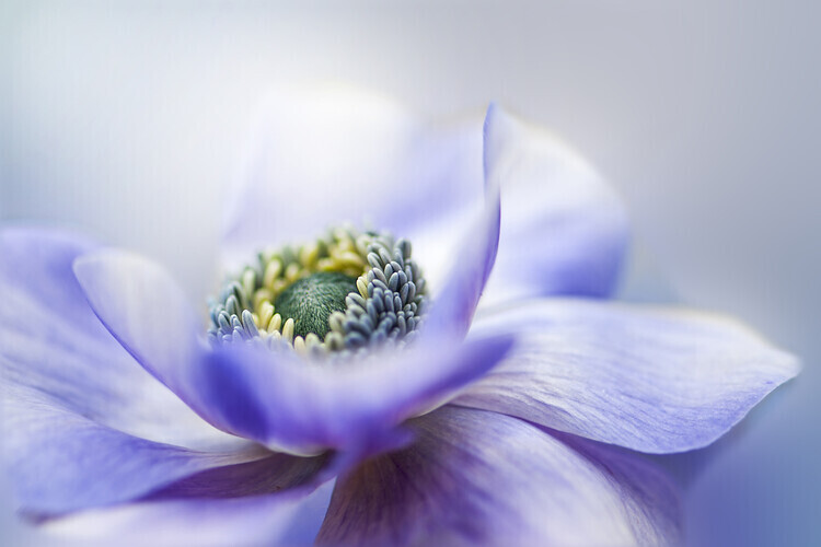 Jacky Parker Plakát, Obraz - Anemone De Caen, Jacky Parker, 40 × 26.7 cm