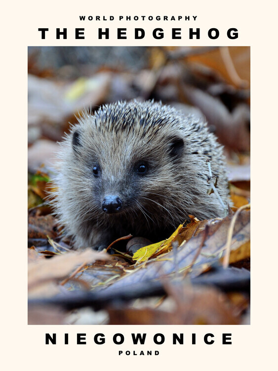 autor Plakát, Obraz - The Hedgehog (Niegowonice, Poland), 30 × 40 cm