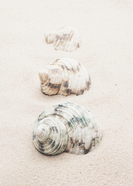 Studio Collection Plakát, Obraz - Shells, Studio Collection, 30 × 40 cm