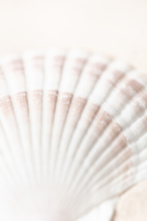 Studio Collection Plakát, Obraz - Shell, Studio Collection, 26.7 × 40 cm