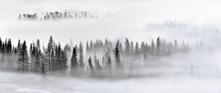 Mei Xu Plakát, Obraz - Foggy Forest, Mei Xu, 50 × 21.1 cm