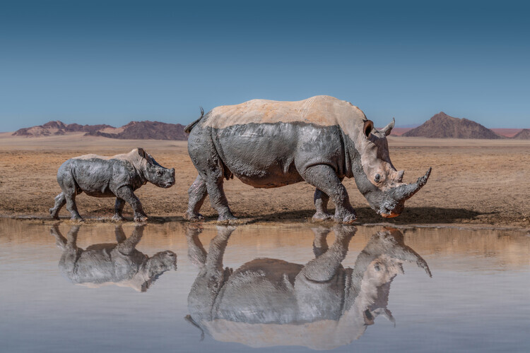 Marcel Egger Plakát, Obraz - RhinosWalk, Marcel Egger, 40 × 26.7 cm