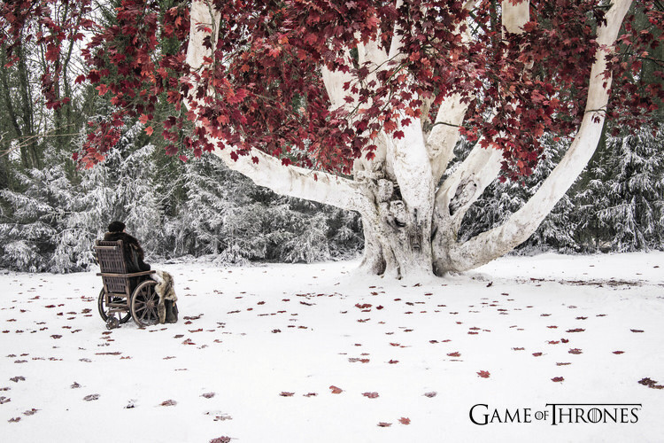 Europosters Plakát, Obraz - Game of Thrones - Weirwood, 40 × 26.7 cm