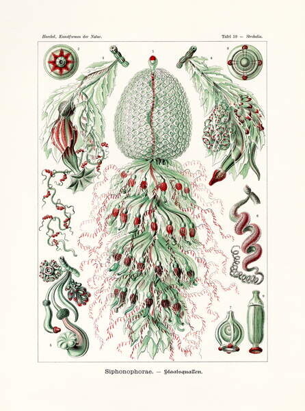 German School, Plakát, Obraz - Siphonophorae, 1899-1904, German School,, 30 × 40 cm