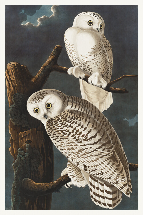 John James Audubon Plakát, Obraz - The Snowy Owl, John James Audubon, 26.7 × 40 cm