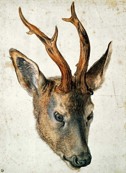 Albrecht Dürer Plakát, Obraz - Head of a Roe Deer, Albrecht Dürer, 30 × 40 cm