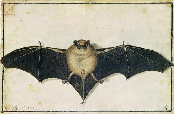 Albrecht Dürer Plakát, Obraz - Bat, 1522, Albrecht Dürer, 40 × 26.7 cm
