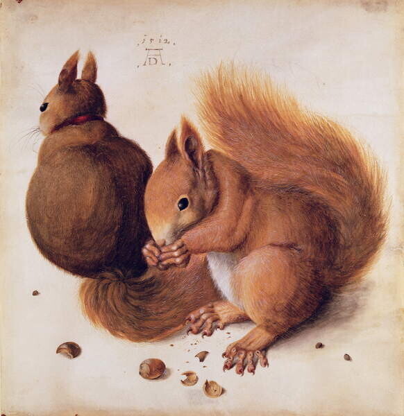 Albrecht Dürer Plakát, Obraz - Squirrels, 1512, Albrecht Dürer, 40 × 40 cm