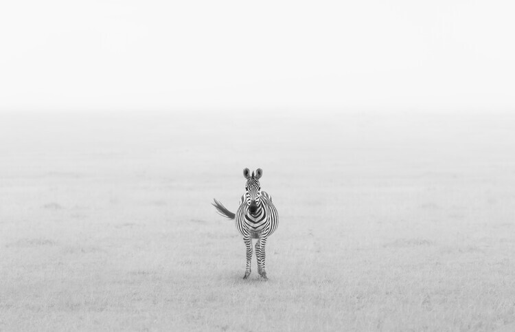 Yun Wang Plakát, Obraz - Lonely Zebra, Yun Wang, 40 × 26.7 cm