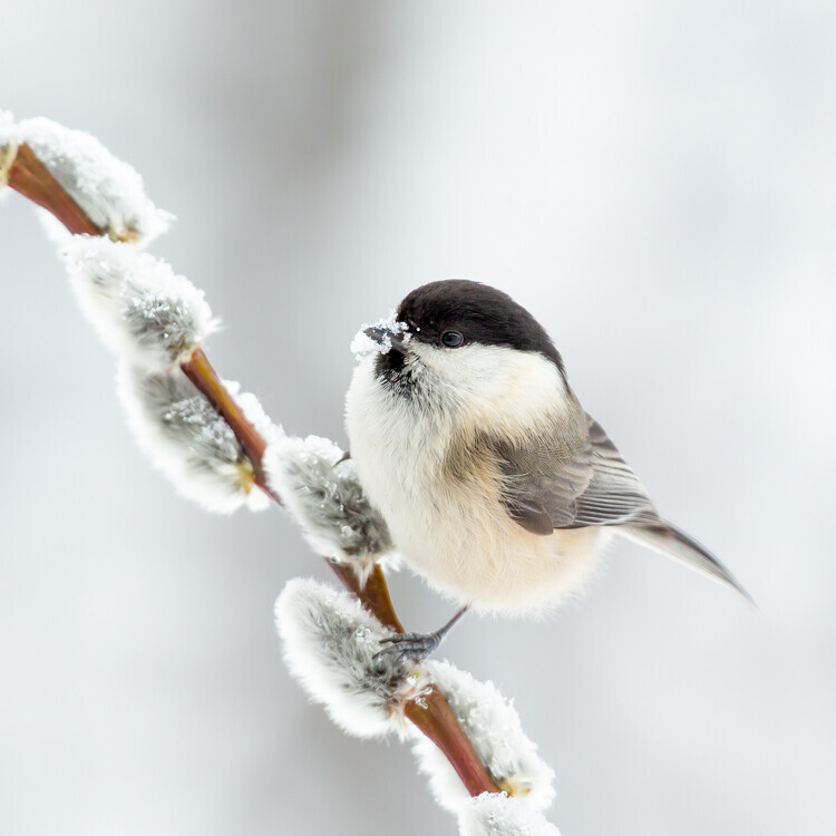 Annie Keizer Plakát, Obraz - Willow tit in winter., Annie Keizer, 40 × 40 cm
