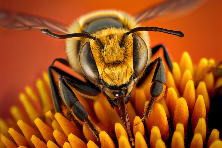 Marcel Egger Plakát, Obraz - BusyBee, Marcel Egger, 40 × 26.7 cm