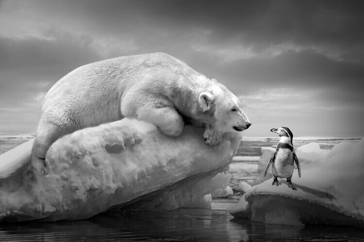 Marcel Egger Plakát, Obraz - PolarFriends, Marcel Egger, 40 × 26.7 cm