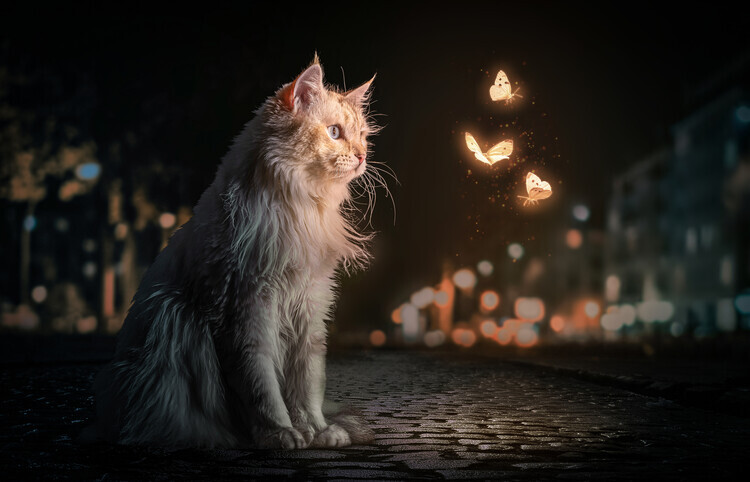Marcel Egger Plakát, Obraz - MagicCat, Marcel Egger, 40 × 26.7 cm
