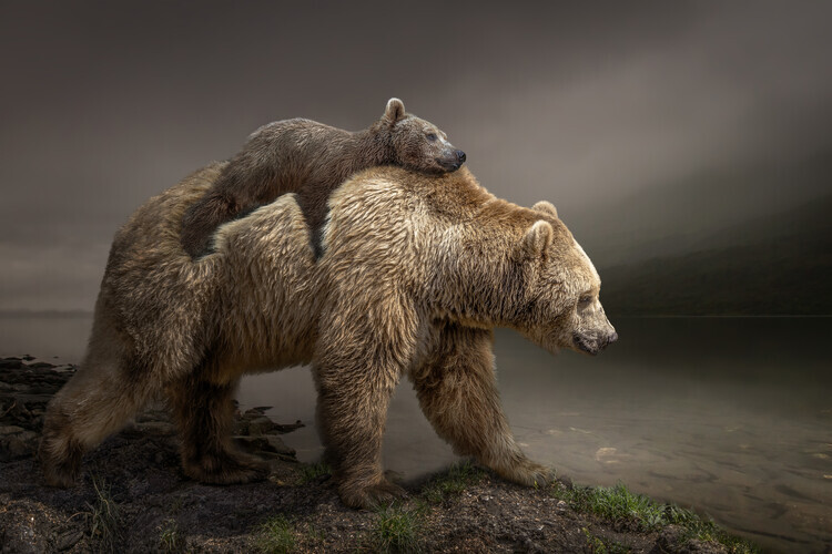 Marcel Egger Plakát, Obraz - BabyBear, Marcel Egger, 40 × 26.7 cm