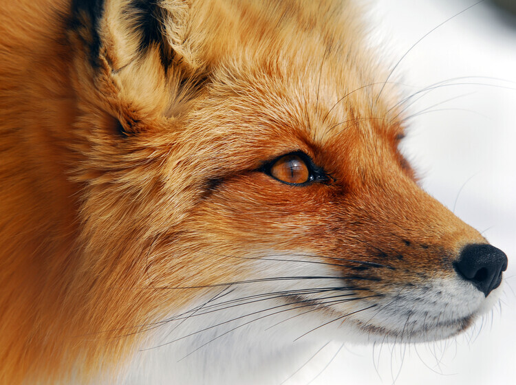 Alain Turgeon Plakát, Obraz - Red Fox, Alain Turgeon, 40 × 30 cm
