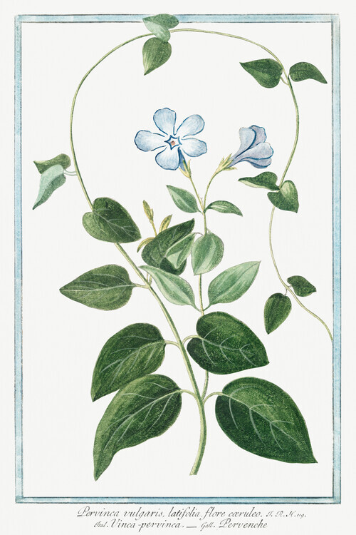 Giorgio Bonelli Plakát, Obraz - Periwinkle, Giorgio Bonelli, 26.7 × 40 cm