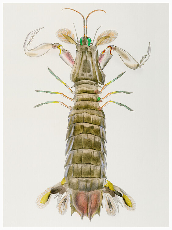 Europosters Plakát, Obraz - Mantis Shrimp - Zoology of New York, 30 × 40 cm