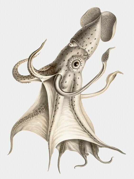 Carl Chun Plakát, Obraz - The Squid, Carl Chun, 30 × 40 cm
