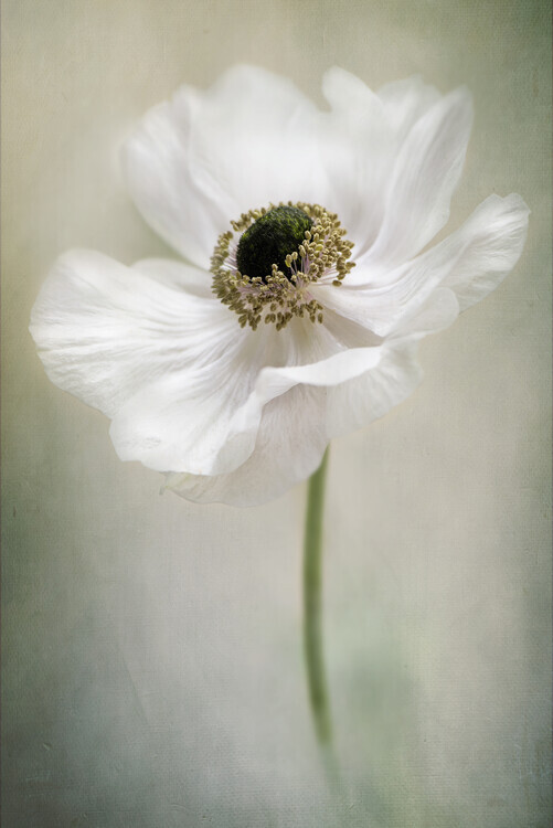 Jacky Parker Plakát, Obraz - Single White, Jacky Parker, 26.7 × 40 cm