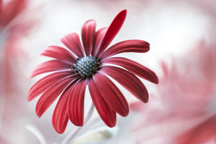 Mandy Disher Plakát, Obraz - Daisy, Mandy Disher, 40 × 26.7 cm