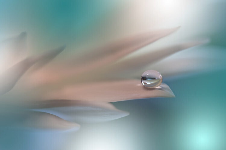 Juliana Nan Plakát, Obraz - White Symphony, Juliana Nan, 40 × 26.7 cm