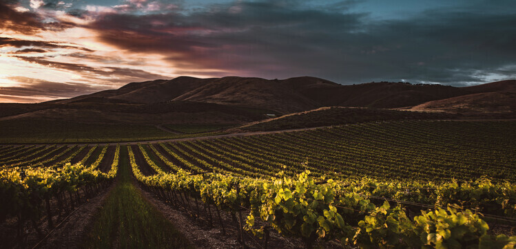 Tim Mossholder Plakát, Obraz - Vineyards, Tim Mossholder, 40 × 20 cm