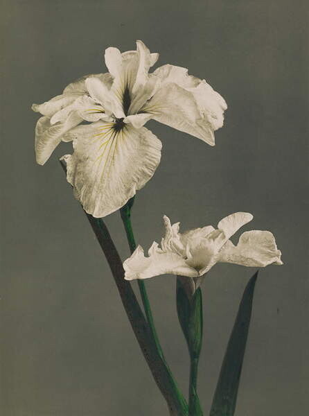 Ogawa Kazumasa Plakát, Obraz - Iris Kaempferi, 1896, Ogawa Kazumasa, 30 × 40 cm