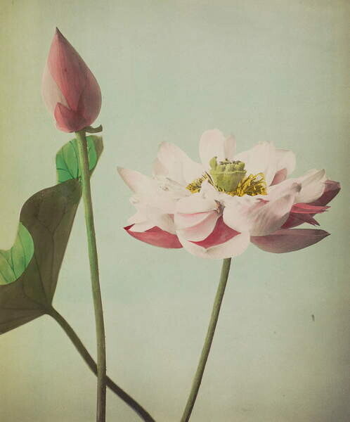 Ogawa Kazumasa Plakát, Obraz - Lotus, 1896, Ogawa Kazumasa, 33.2 × 40 cm