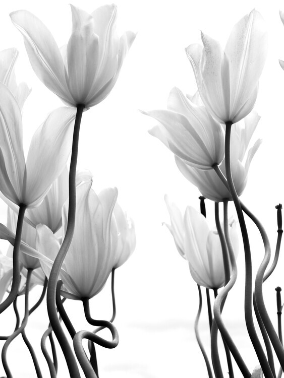 Ivan Lesica Plakát, Obraz - Tulips, Ivan Lesica, 30 × 40 cm