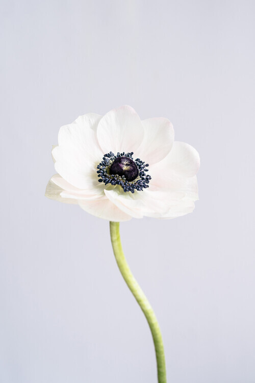 uplusmestudio Plakát, Obraz - Precious Anemone, uplusmestudio, 26.7 × 40 cm