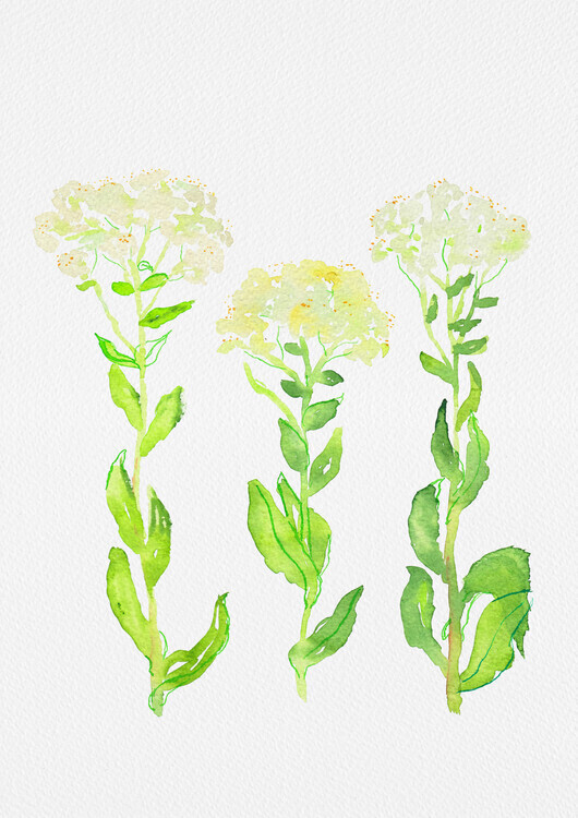 Kata Botanical Plakát, Obraz - Hoary cress or Lepidium draba botanical painting, Kata Botanical, 30 × 40 cm