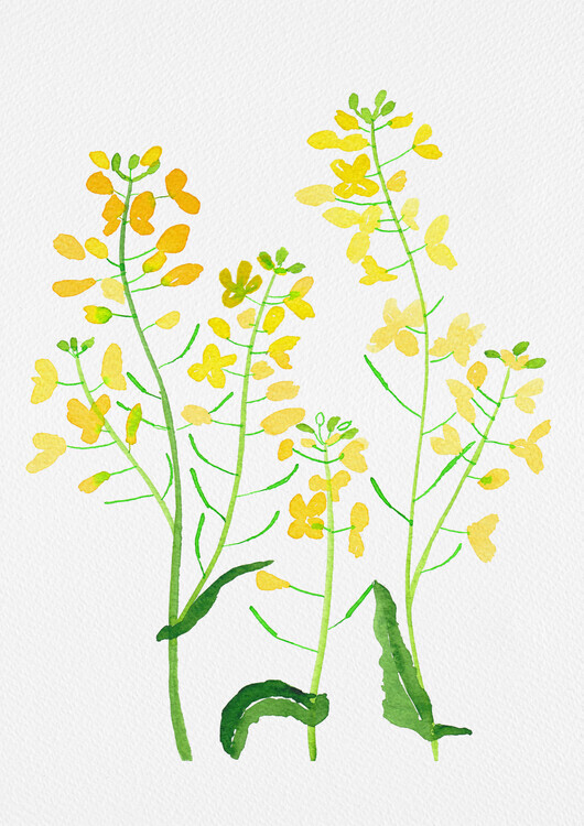 Kata Botanical Plakát, Obraz - Rapeseed or Brassica napus botanical painting, Kata Botanical, 30 × 40 cm