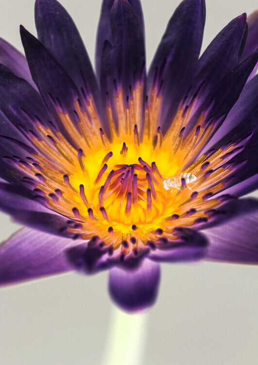 Shot by Clint Plakát, Obraz - Water Lilly, Shot by Clint, 30 × 40 cm